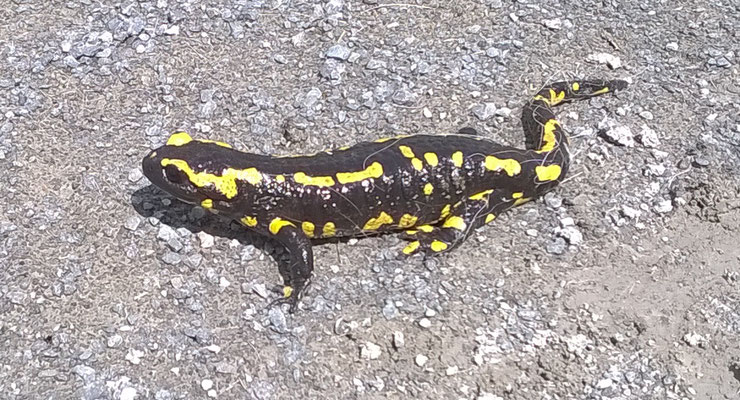 A fire salamander, encountered in summer 2017