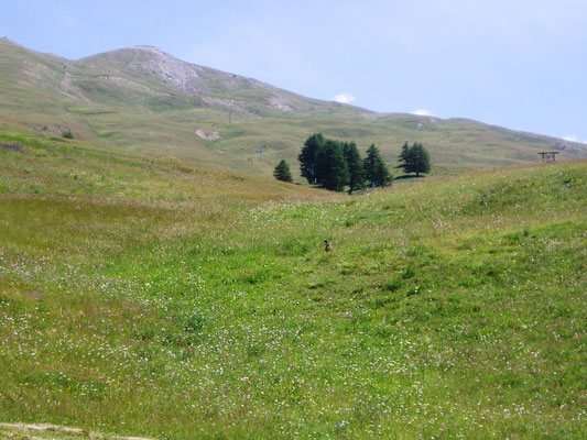 et rencontre avec une marmotte !