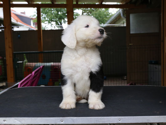 1. Hündin reserviert