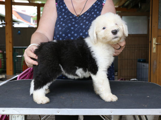 4. Hündin noch frei