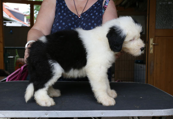 2. Hündin reserviert