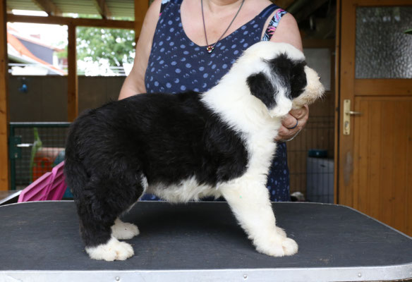 5. Hündin reserviert