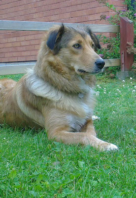 Lassie