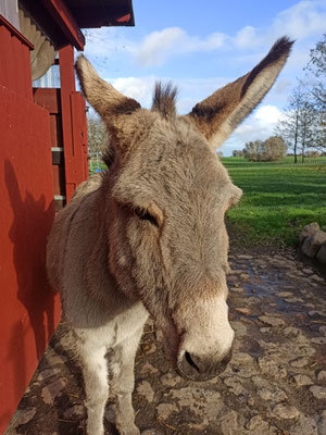 Eselwanderungen als Tiergestützte Therapie