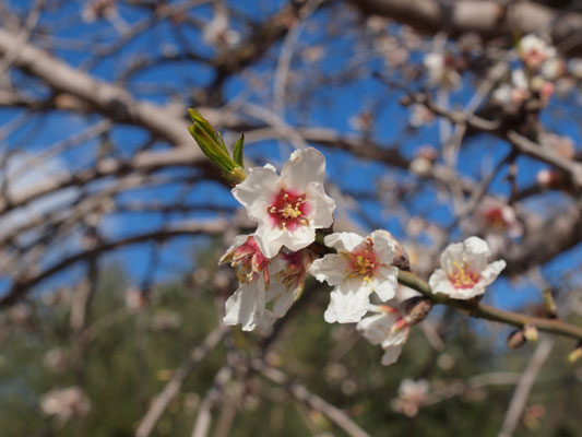 Frühjahr auf Mallorca 