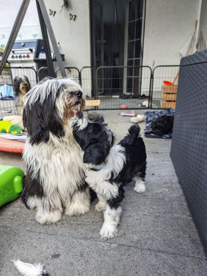 Babysitter Rani und Shanti