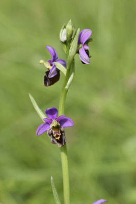 Ophrys bourdon