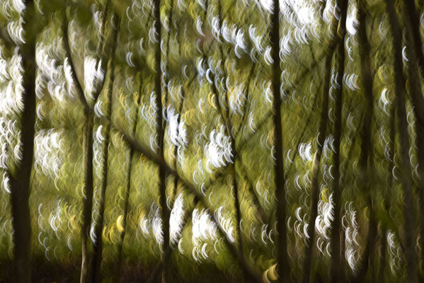 Bois, étang de Pézanin