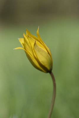 "Jeannette" Tulipa Sylvestris