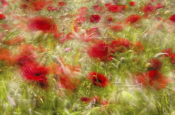 coquelicots