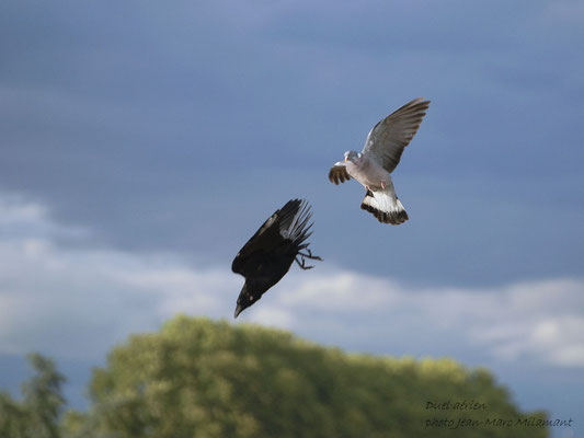 Duel aérien (je vais te voler dans les plumes)