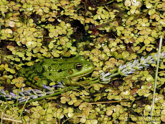 La grenouille et la lavande