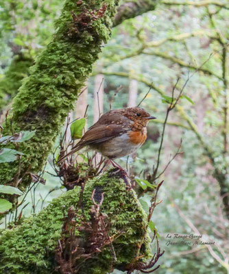 Le rouge-gorge (Irlandais)