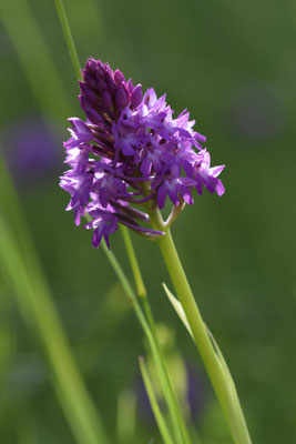 Orchidée pyramidale