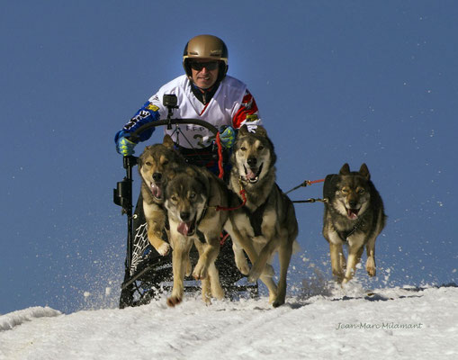 Chiens de traîneaux 2