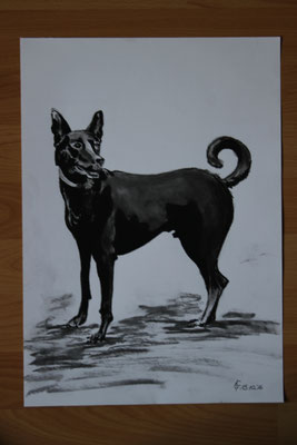 "Basco" Bleistiftzeichnung auf 30x40 cm Künstlerpapier