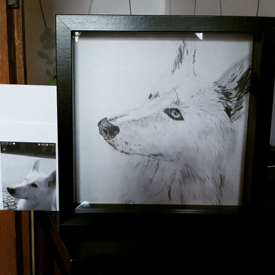 Husky/weißer Schäferhund Bleistiftzeichnung auf 25x25 cm Künstlerpapier