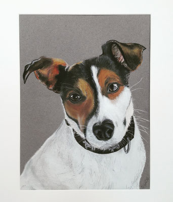 Jack Russel Terrier Pastellkreide auf 30x40cm Künstlerpapier