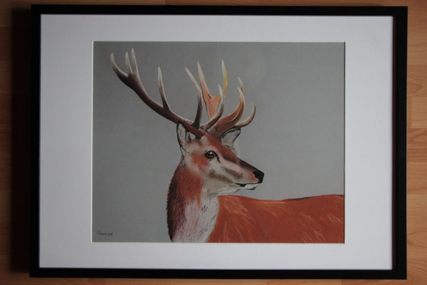 "Hirsch" Pastellkreide im 50x70 cm Bilderrahmen