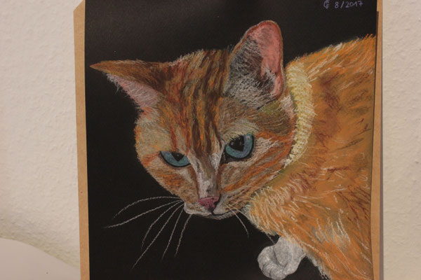 "Roter Kater" Pastellkreide auf 21,5x21,5 cm Pastellpapier