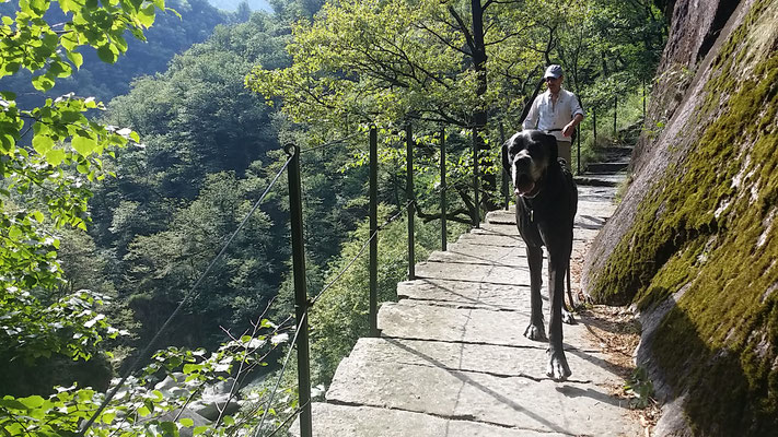 Dogge Nano und sein Rudel beim Wandern © Bettina Peters