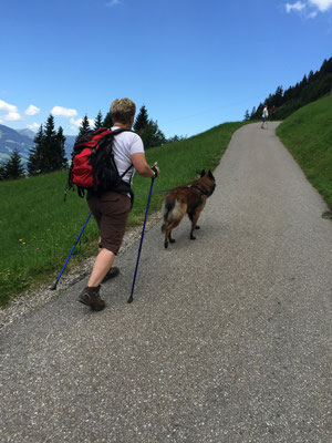 Wandern mit mehreren Hunden: Das Rudel von Beate.
