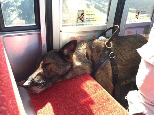 Wandern mit mehreren Hunden: Relaxen in der Gondel.