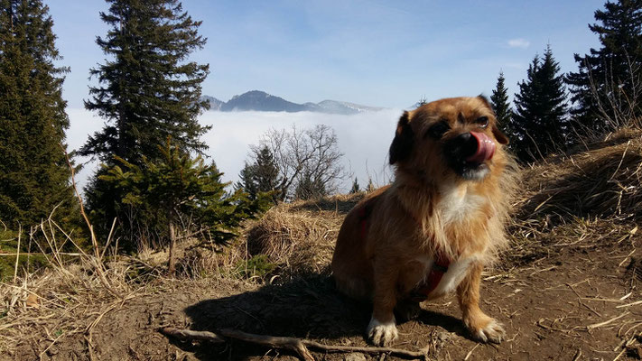 Wandern mit kleinen Hunden: Terriermix Kira ©Huber