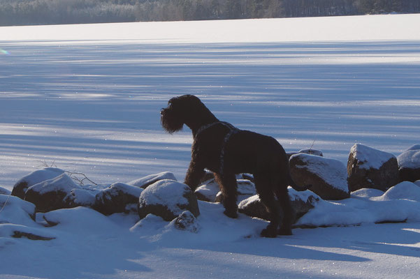 Wandern mit großen Hunden: Riesenschnauzer Hurley. ©Schwedenparadies.de 