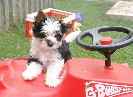 Biewer-Yorkshire-Welpe Eddie will auch Bobby-Car fahren