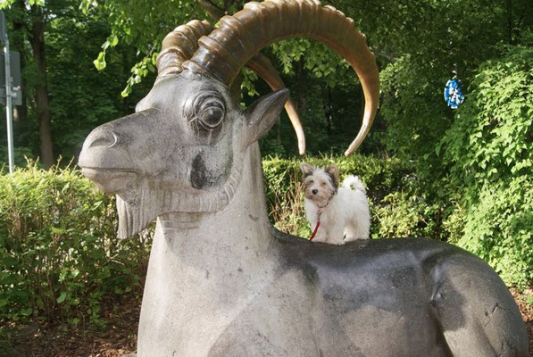 Biewer-Yorkshire-Hündin Evelina besucht den Tierpark München