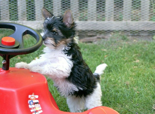 Biewer-Yorkshire-Welpe Lui will Bobby-Car fahren