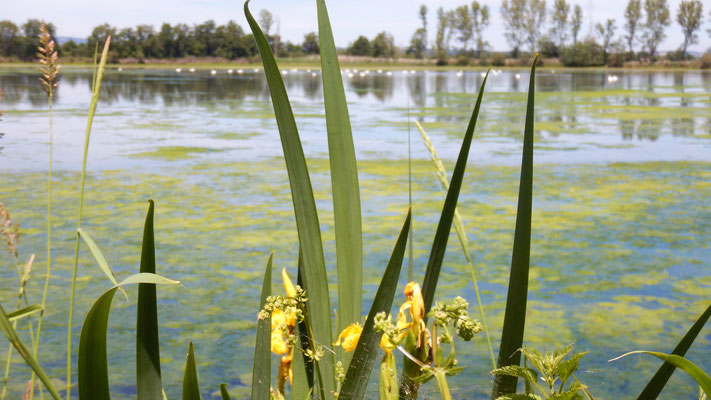 Iris étangs Forez Natura 2000