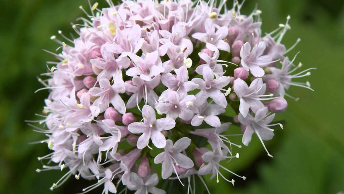 Valeriana officinalis