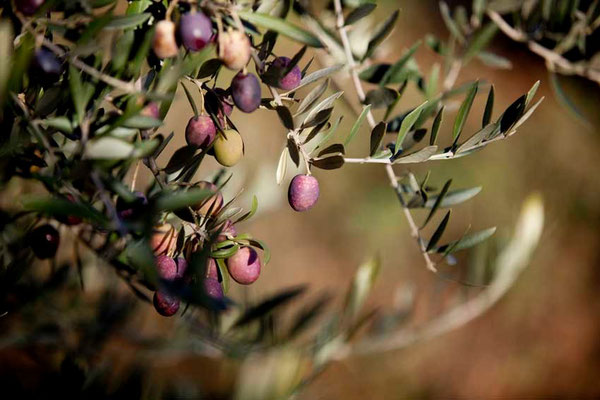 Branche olives violettes - Domaine Chante Coucou - La Bastidonne 84 - Luberon