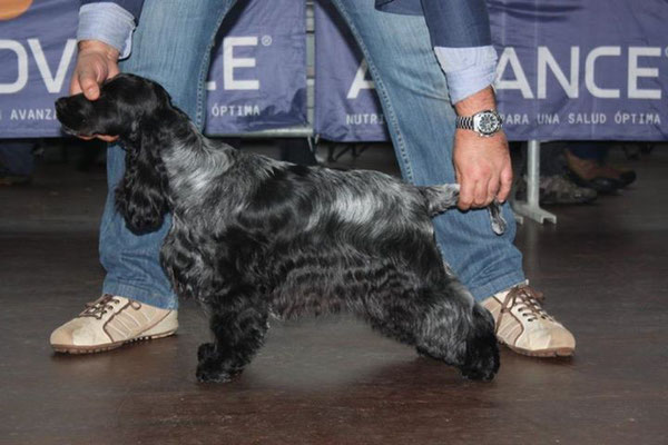 Ch. Chocoblue Game Over - Cocker Spaniel Inglés