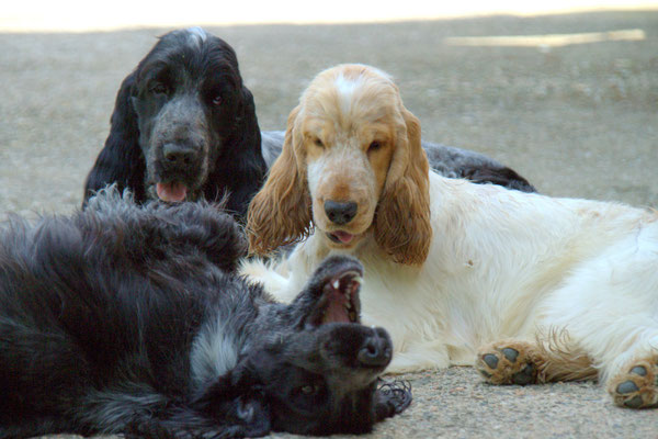 Chocoblue Match Point, Chocoblue Mistake y Chocoblue Moneypenny