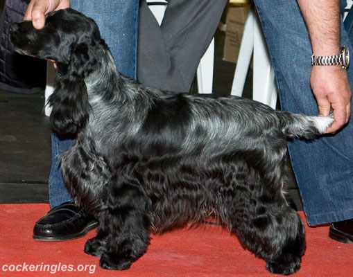 Ch. Chocoblue Game Over - Cocker Spaniel Inglés