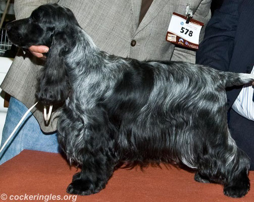 Ch. Chocoblue Game Over - Cocker Spaniel Inglés