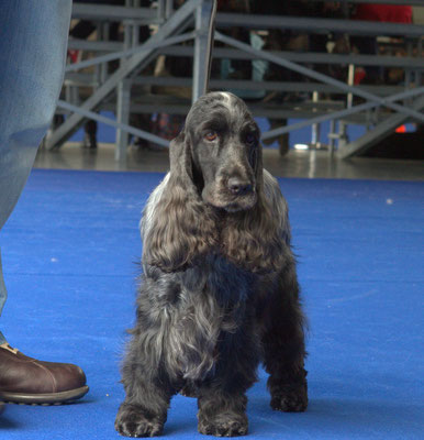 Ch. Chocoblue Game Over - Cocker Spaniel Inglés