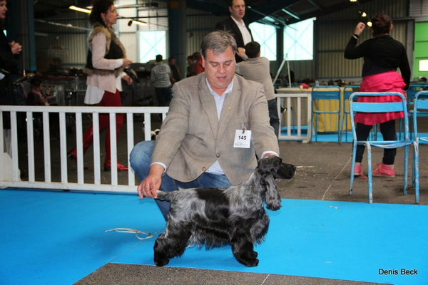 Ch. Chocoblue Game Over - Cocker Spaniel Inglés