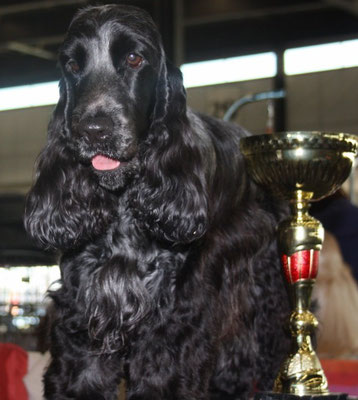 Ch. Chocoblue Game Over - Cocker Spaniel Inglés