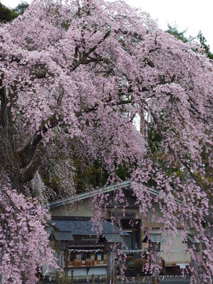 2025年4月下旬の白河市南湖公園3