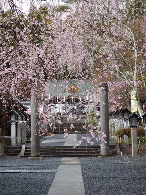 2025年4月下旬、白河市南湖公園