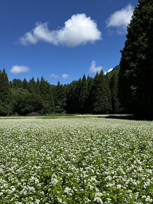 2024年9月24日、蕎麦の花も満開で綺麗でした
