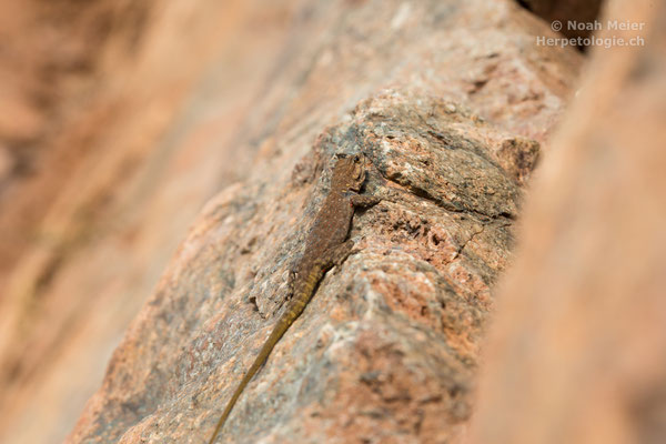 Atlas-Taggecko (Quedenfeldtia moerens)