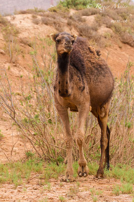 Dromedar (Camelus dromedarus)