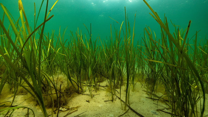 Seegraswiese (Bild: Ocean Image Bank)