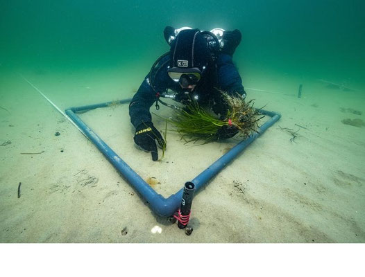 Planquadrat zur Anpflanzung von Seegrass (Bild: Submaris)