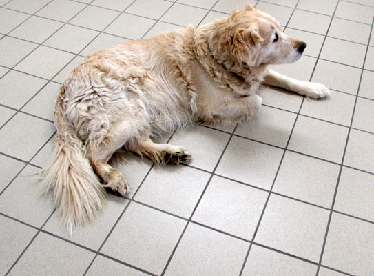 Golden Retriever Bommel